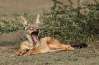 Black-backed jackal