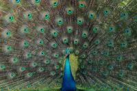 Pavo cristatus