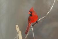 Cardinalis cardinalis