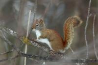 American red squirrel