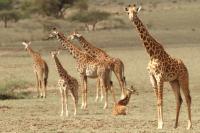 Masai giraffe