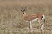 Grant&#039;s gazelle