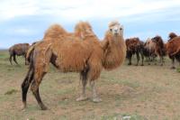 Bactrian camel