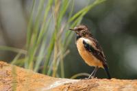 Saxicola bifasciata