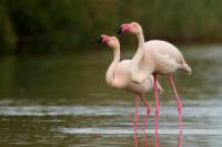 Phoenicopterus roseus