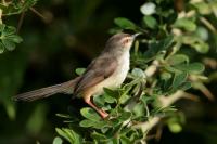 Prinia hodgsonii