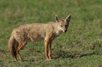 African golden wolf