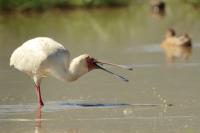 Platalea alba