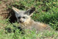 Bat-eared fox