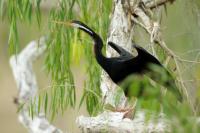 Anhinga novaehollandiae