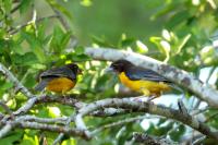 Ploceus bicolor