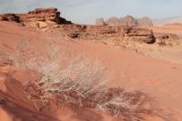 Wadi Rum