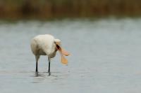 Platalea leucorodia