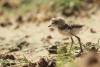 Charadrius pecuarius