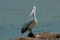 Pelecanus philippensis