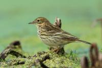 Anthus pratensis