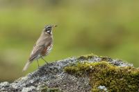 Turdus iliacus