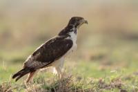 Buteo augur