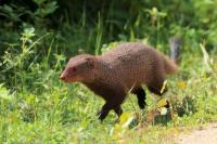 Ruddy mongoose