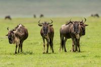 Blue wildebeest