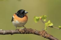 Fringilla montifringilla