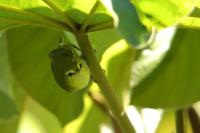 Vireo philadelphicus