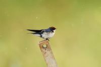 Hirundo smithii