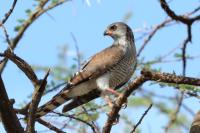 Accipiter minullus