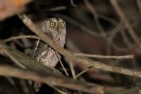 Otus scops