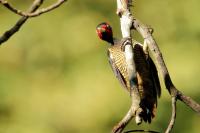 Campephilus guatemalensis 