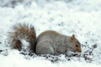 Eastern gray squirrel