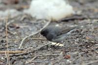 Junco hyemalis