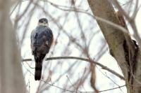 Accipiter striatus