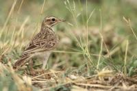 Anthus cinnamomeus