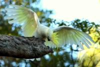 Cacatua galerita