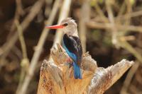 Halcyon leucocephala