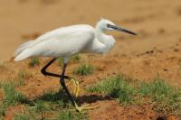 Egretta garzetta