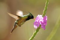 Lophornis helenae