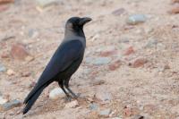 Corvus splendens