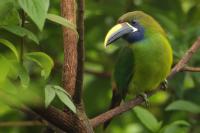 Costa Rica fauna