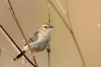 Cisticola chiniana