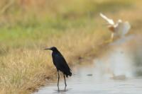 Egretta ardesiaca