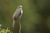 Muscicapa caerulescens