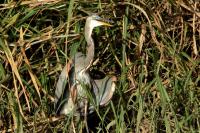 Ardea herodias