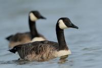 Branta canadensis