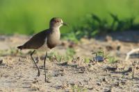 Vanellus lugubris      