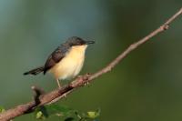 Prinia socialis