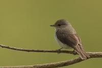 Muscicapa adusta