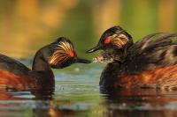 Podiceps nigricollis