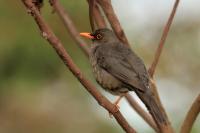 Turdus abyssinicus